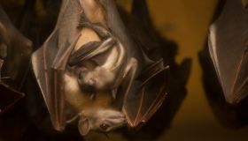 Pictures of Fruit Bat Baby Will Turn Your Frown Upside Down
