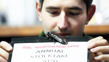 Zookeepers conduct the annual stocktake at ZSL Whipsnade Zoo