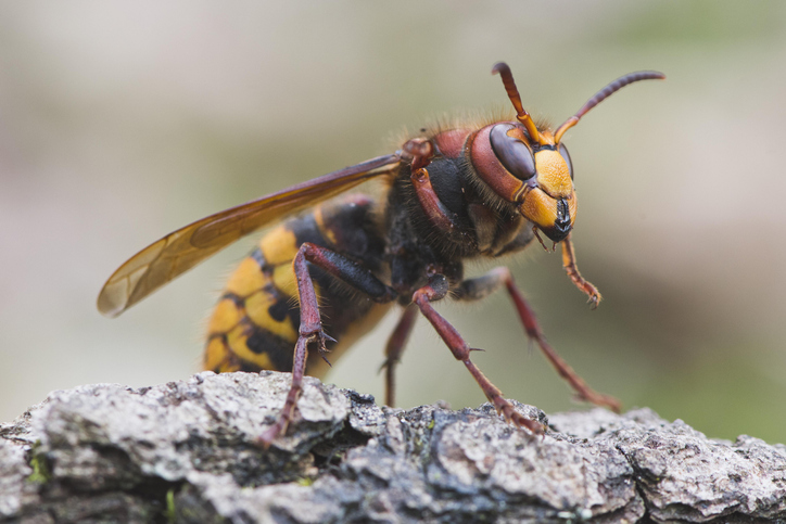 Hornet Queen (Vespa crabo), Emsland, Lower Saxony, Germany