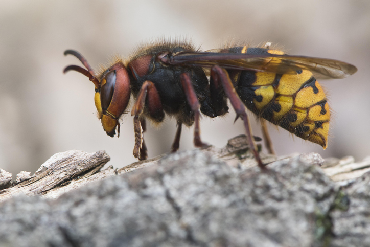 Hornet Queen (Vespa crabo), Emsland, Lower Saxony, Germany