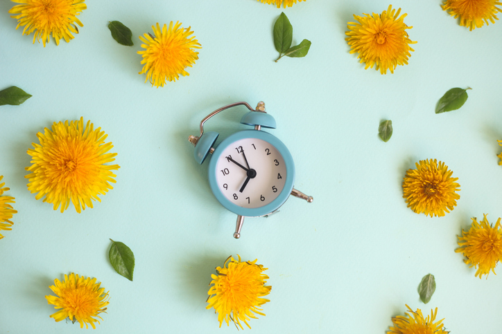 Retro alarm clock. Floral picture. Yellow flowers over pastel blue background. Spring vibrant flowers dandelions.