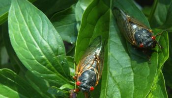 Cicadas Start To Emerge After 17-Year Slumber