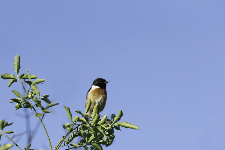 European Stonechat in a tree