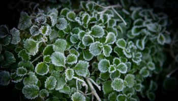 Early morning frost on the foliage of Lobelia, highlighting the edges of the leaves and beautiful natural pattern.