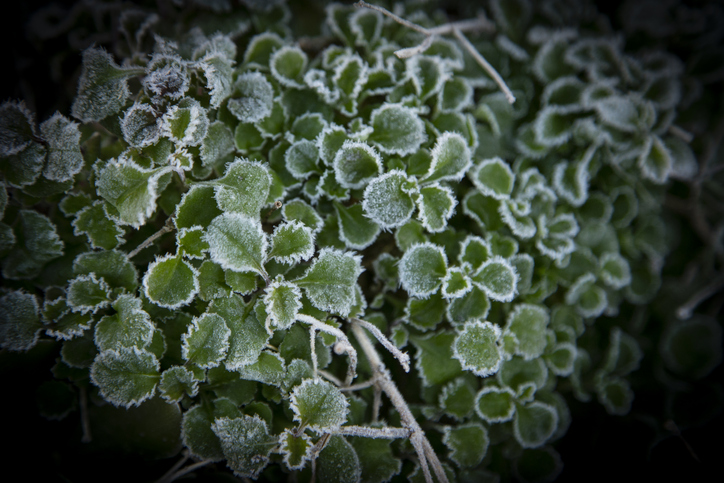 Early morning frost on the foliage of Lobelia, highlighting the edges of the leaves and beautiful natural pattern.