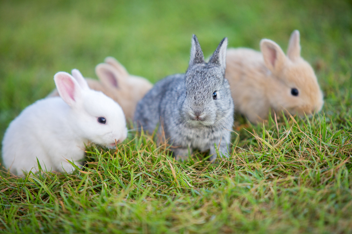 Rabbit In A Field