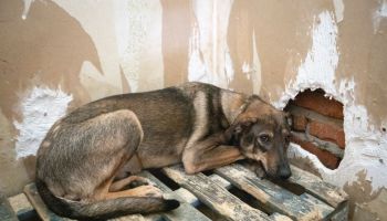 Temporary Shelter For Animals “Vystavkovyi Tsentr” Works In Kyiv