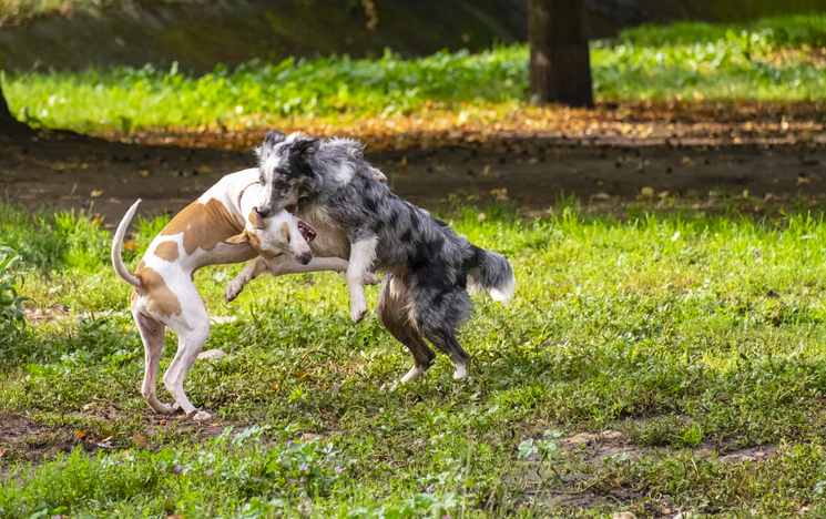 Two happy and funny dogs playing and exercising on the grass of a designated area for animals in a public park
