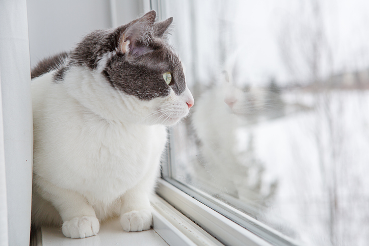 Cat on window sill