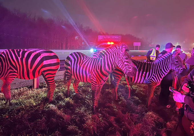 Zebras, Camels Indiana
