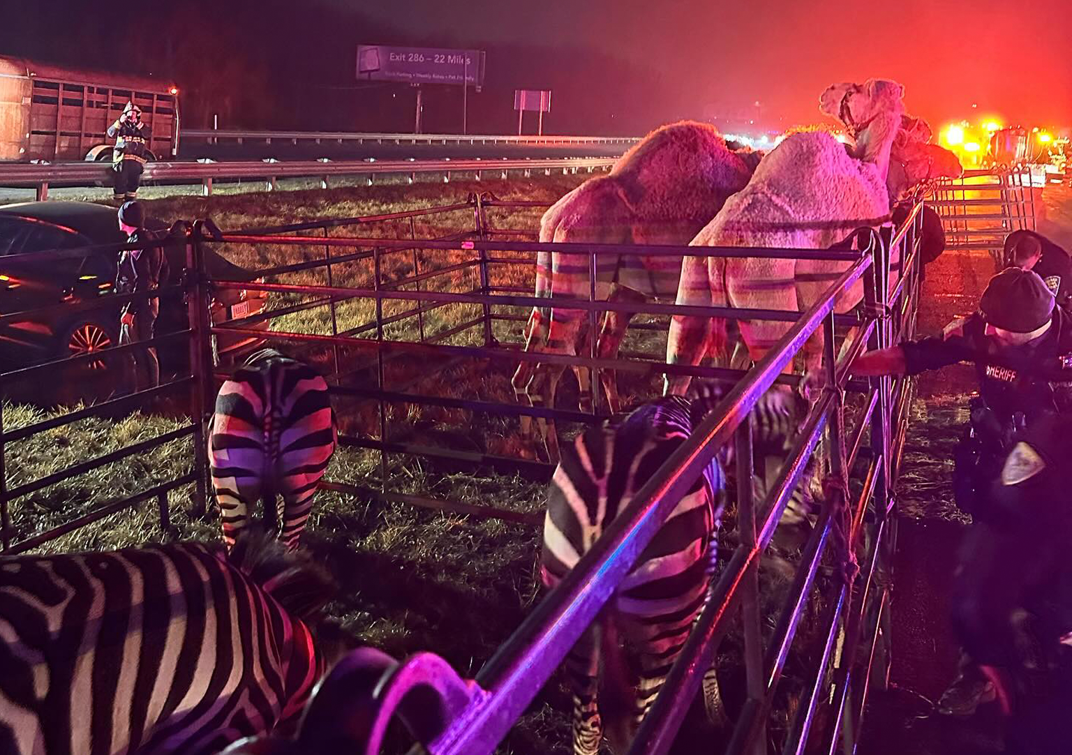Zebras, Camels Indiana