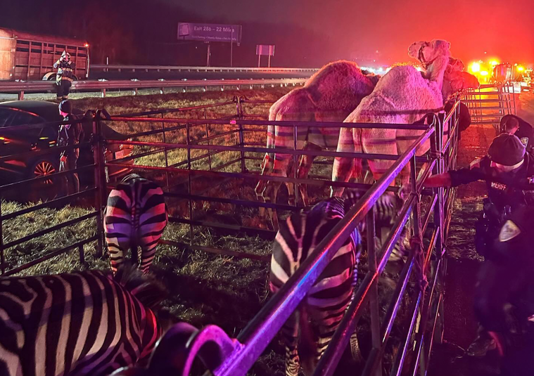 Zebras, Camels Indiana