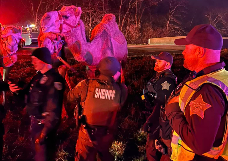 Zebras, Camels Indiana