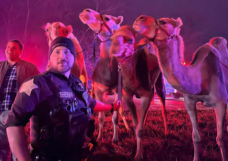 Zebras, Camels Indiana