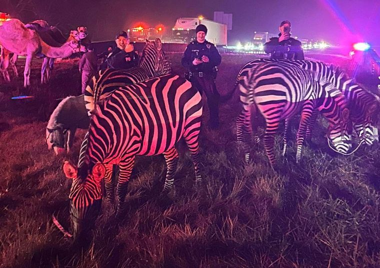 Zebras, Camels Indiana