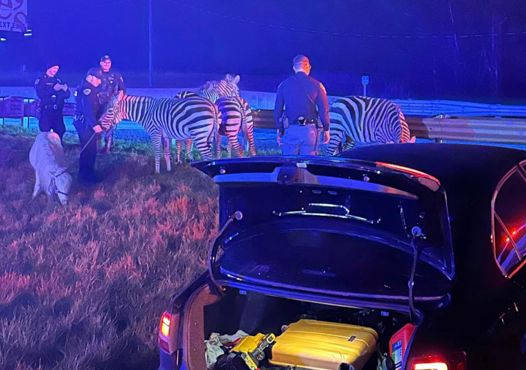 Zebras, Camels Indiana