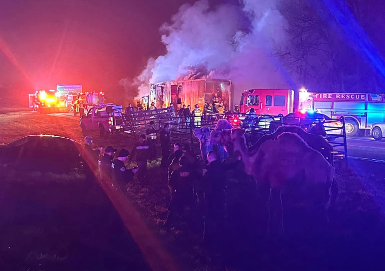 Zebras, Camels Indiana