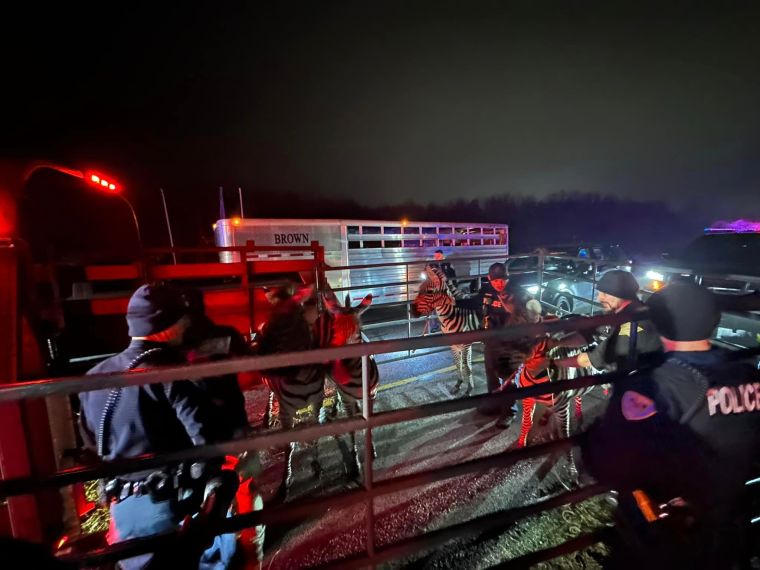 Zebras, Camels Indiana