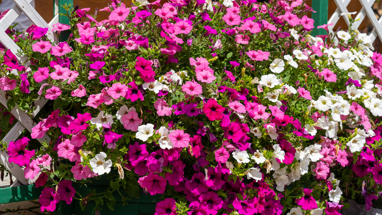 Disfruta de un festival de flores en uno de los viveros locales, como Gardens by the Book o The Gardens at Garfield Park.