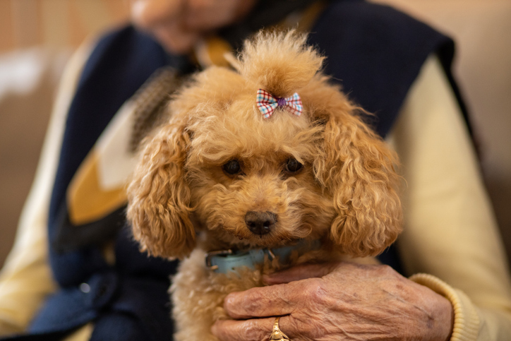 Comportamiento animal durante el eclipse: