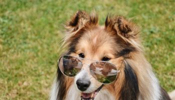 Funny portrait dog wearing sunglasses