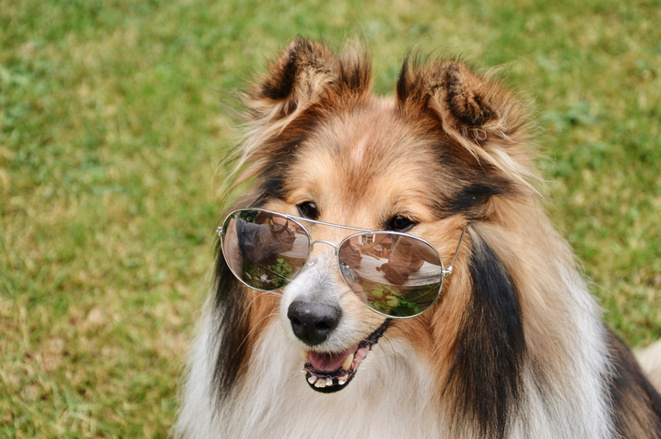 Funny portrait dog wearing sunglasses