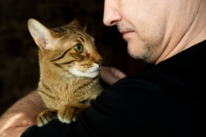 A beautiful oriental cat in a man's arms