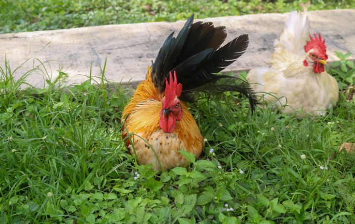 The Serama rooster is a type of bantam chicken originating from Malaysia. Brown serama rooster playing in the garden