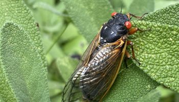 Cicada Emergence Infestation Virginia