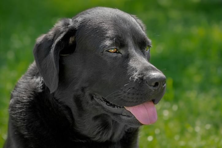 Black labrador retriever close-up outdoors. Pet, an adult dog.