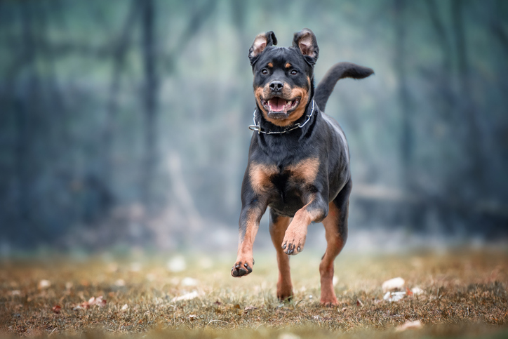 Rottweiler (92.49/100):