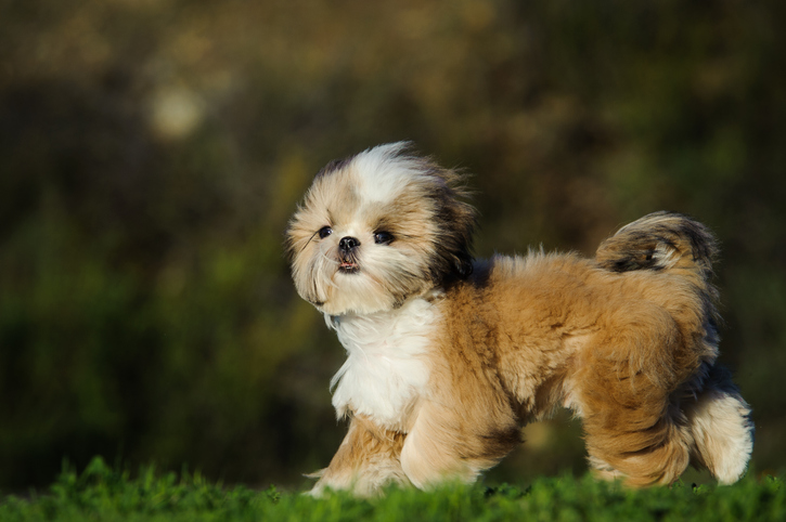 Portrait Of Shih Tzu On Field