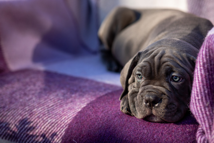 Cute gray Cane Corso puppy in sunglasses on a purple blanket in a chair in the garden