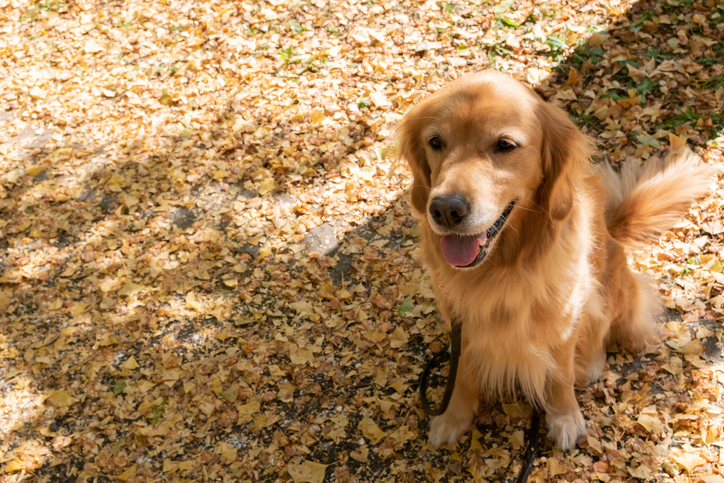 Golden retriever waiting for her master