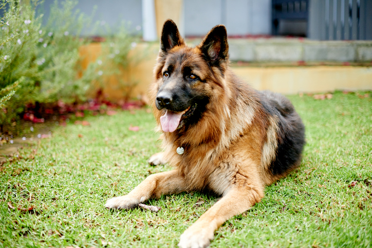 Happy dog, relax and grass in backyard for playing, comfort and security with adoption, foster or animal shelter. Young German shepherd pet or canine on lawn for loyalty, health and rescue outdoor