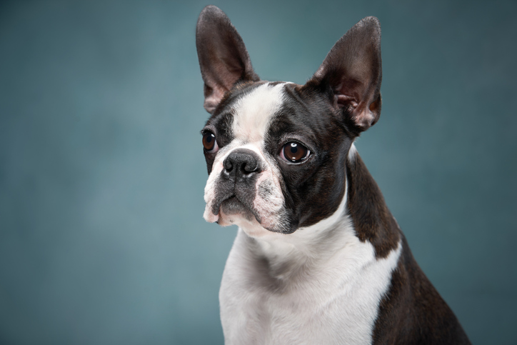 Boston Terrier (62.90/100):