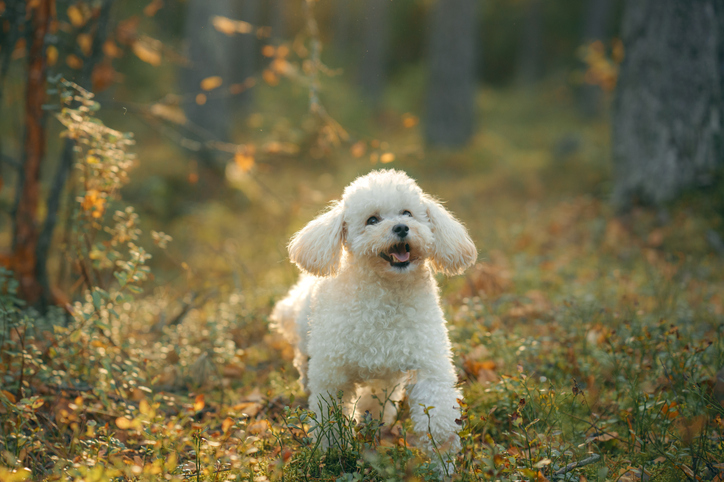 Poodle (60.97/100):
