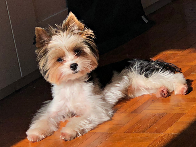 Adorable Yorkshire Biewer Terrier Relaxing on Wooden Floor in Afternoon Sunlight