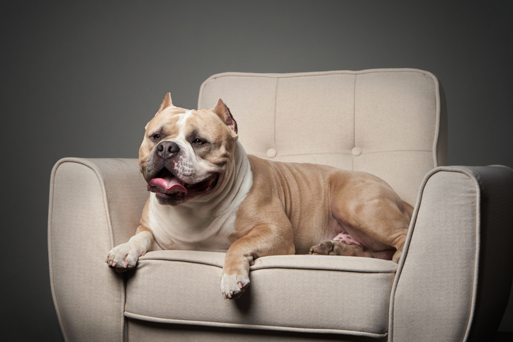 American American Bully Lounging on a Beige Armchair