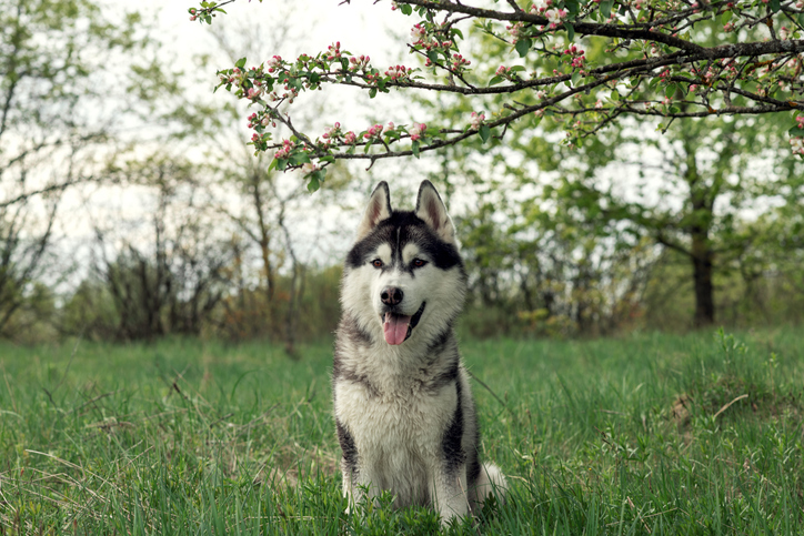 Portrait of sled purebred siberian husky on field