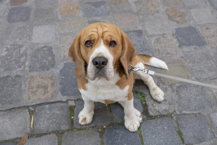 Beagle (1.34/100):