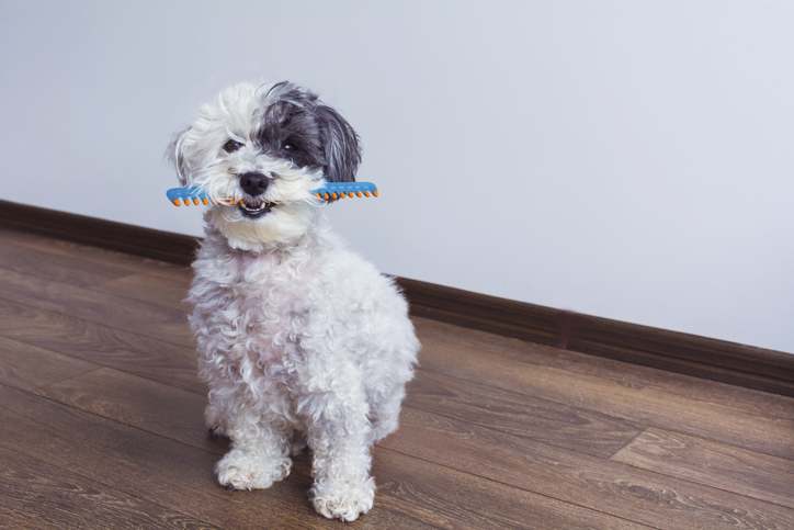 Dog with hair comb in the mouth