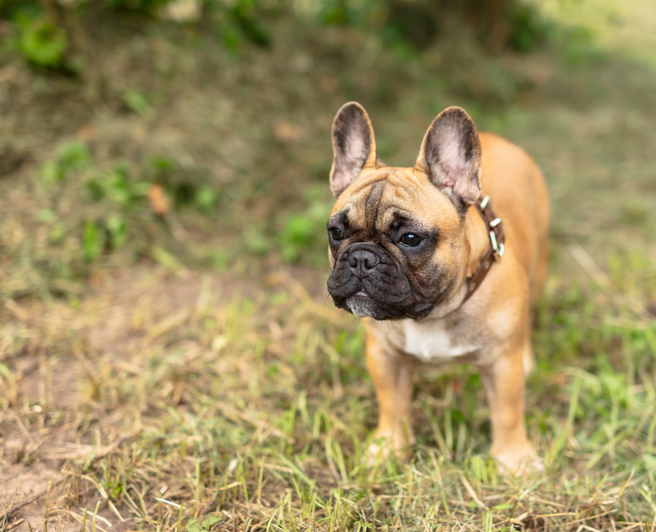 Cute french bulldog puppy.