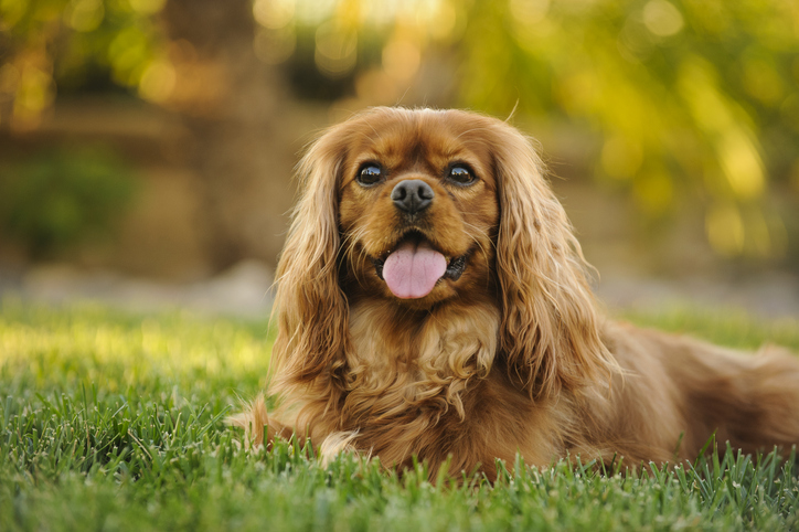 Cavalier King Charles Spaniel Panting While Resting On Grass