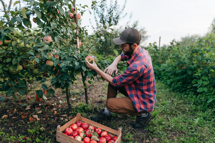 Young Farmer Collecting Apples from a Tree into a Crate in an Orchard