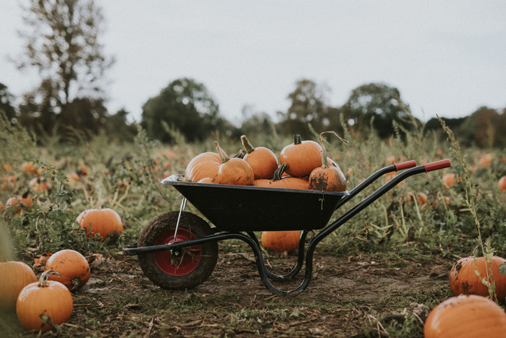 Heap Of Pumpkins In Wheel Barrow On Field