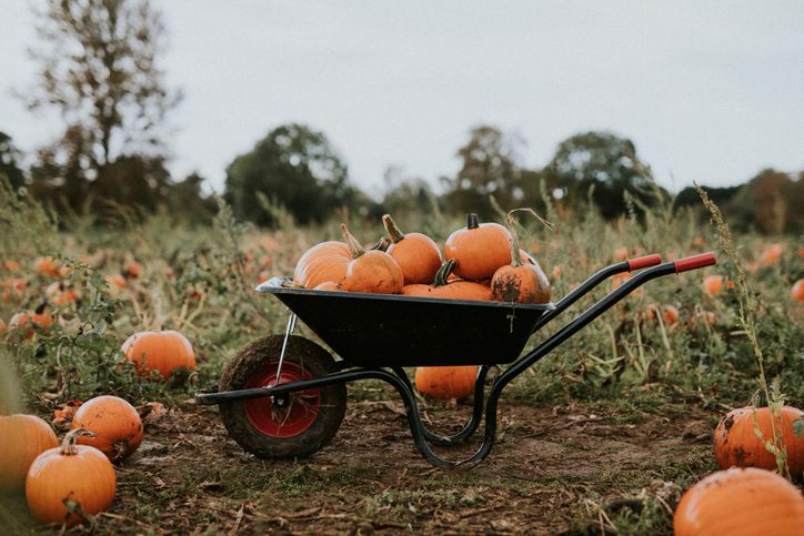 Calabazas en el Mercado de Agricultores