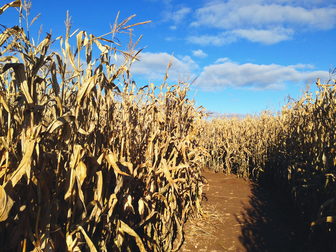 Corn Maze