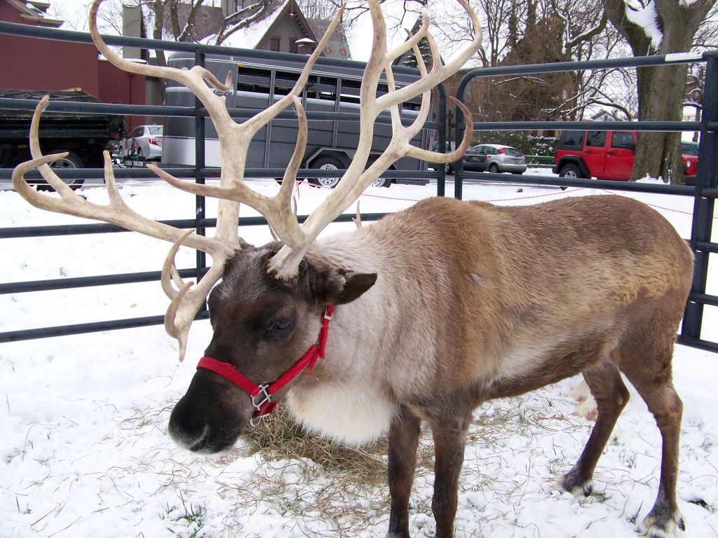 Reindeers Christmas