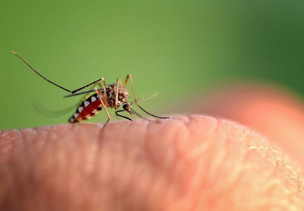 El virus Oropouche se expande y preocupa a la OMS